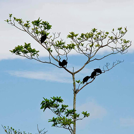AMAZONAS 23_selva mosaico galeria_DSC_0023.jpg